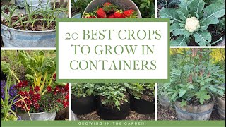 20 BEST Vegetables Fruits amp Herbs for CONTAINER GARDENING Growing in the Garden [upl. by Ylecic]