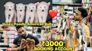 Cheapest Dogs Market In Delhi NCR  Husky Puppy  Dog in Cheap Price  Dog market [upl. by Aketahs]