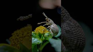 Weevils are beetles belonging to the superfamily 🪲 youtubeshorts viralvideo shorts shortvideo [upl. by Nnaeiram652]