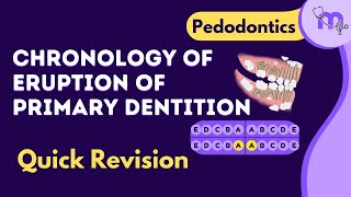 Chronology of Primary Dentition  Revise in 2 minutes [upl. by Naul482]