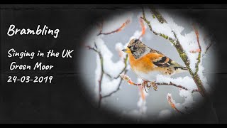 Brambling Callingsinging [upl. by Oates422]