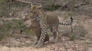 SafariLive Oct 09 Leopard Karula got a Duiker [upl. by Nelly]