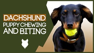 DACHSHUND TRAINING TIPS How To Stop Your Dachshund Puppy From Biting [upl. by Nogaem]