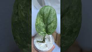 Exotica Noid scindapsus plantcollection unboxing shorts [upl. by Barber]