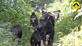 Wild bonobos are walking on the road【Observations of Bonobos 80】 [upl. by Chucho]