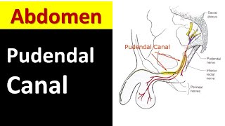 Pudendal Canal Made EASY to Understand [upl. by Rosemari689]