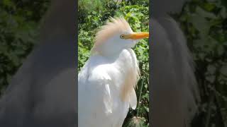 The Surprising Life of the Cattle Egret Cattle Egret Life [upl. by Agnot835]