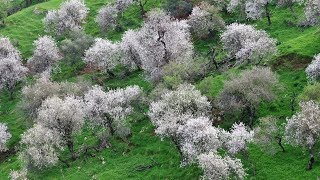 Almond Trees in Blossom  132020  Kato Moni Cyprus  Drone video [upl. by Anurb]