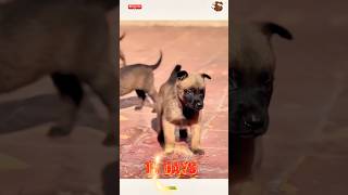 🦮💯❌TRAINING DOG pubg doglover germanshepherd k9 🧑‍🏫🌹chó pets becgie [upl. by Lupe807]