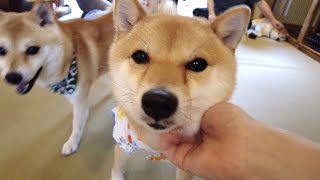 CUTEST Shiba Mameshiba Dog Cafe in Harajuku Tokyo [upl. by Eniamrehs]