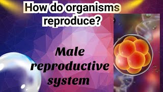 HOW DO ORGANISMS REPRODUCE I MALE REPRODUCTIVE SYSTEM [upl. by Ariuqahs]