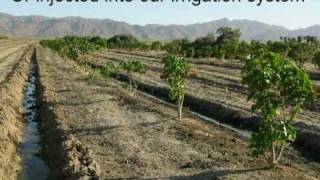 A Green Future  Jatropha Curcas Plantation  FBI Farms [upl. by Brecher]