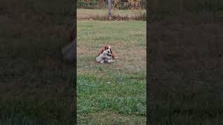 Elroy the basset hound playing with a toy ❤️ [upl. by Gasser]