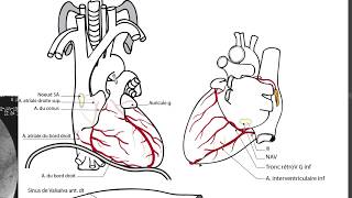 APPAREIL CARDIOVASCULAIRE 2 [upl. by Moser]