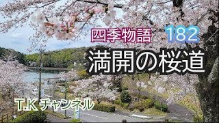 満開のさくら道 四季物語 [upl. by Daffy]