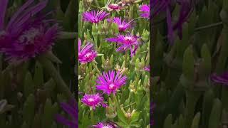 Delosperma Cooperi  Ice Plant history funfacts horticulture plants [upl. by Ezirtaeb]