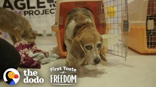 Beagle Who Spent Years In A Lab Cage Finally Gets A Family  The Dodo First Taste Of Freedom [upl. by Acissej592]