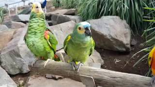 Maleny Botanic Gardens amp Bird World [upl. by Maryann]