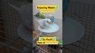 shorts keşfet muhabbetkuşu budgies parakeet birds cuteanimals sevimlihayvanlar pets kuşlar [upl. by Hickie]