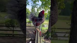 Blue Laced Wyandotte Rooster [upl. by Tisha708]