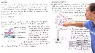 Prokaryotic vs Eukaryotic Flagella [upl. by Lenad111]