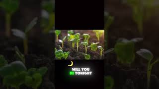 Plant growing Timelapse timelapse plants [upl. by Yrelbmik]