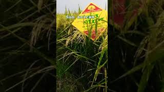 Hybrid paddy Sun Sriram 🌾🌾🌾💯💯💯💥💥💥 [upl. by Asilef]