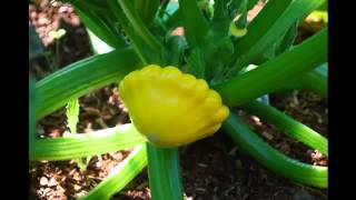 Patty pan squash Vegetable amp its health Benefits [upl. by Ricardama]