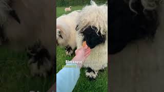 Valais Blacknose Sheep🐏🐑 World cutest sheep cuteanimals shorts [upl. by Claudie306]