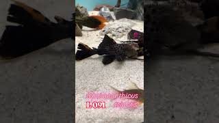 pleco L091 leporacanthicus triactis music fish acuarium trending fishtank shortvideo shorts [upl. by Hays]