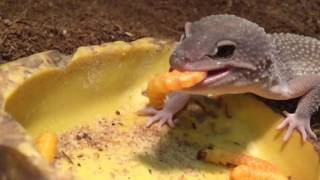 Leopard Geckos Eating Butterworms in SloMo  BigAlsPetscom [upl. by Adyht618]