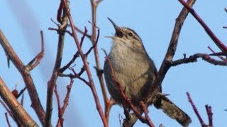 Bewicks Wren [upl. by Werner]