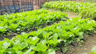 Growing Lettuce in Garden by L  Songpa Kom [upl. by Nohshan]