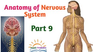 Anatomy of Nervous System Spinal Nerves Interesting Video with Amharic Speech Part 9 [upl. by Lorn642]