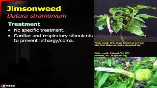 Plants that are Poisonous to Livestock  Part 5 Horsenettle Jimsonweed and Johnsongrass [upl. by Forward]