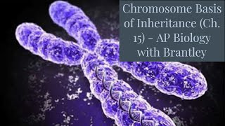 NonMendelian Inheritance Ch 12  AP Biology with Brantley [upl. by Llet798]