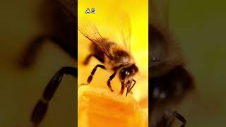 It Takes A MILLION Flowers To Make A Jar Of Honey🐝🐝animals animalfacts shorts [upl. by Hna]