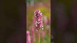 Persicaria affinis Kabouter  poznaj niską okrywową i długo kwitnącą bylinę byliny kwiaty ogród [upl. by Ballinger129]