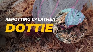 Repotting calathea dottie  Calathea care [upl. by Clementi]