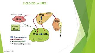 Sistema Digestivo en Rumiantes [upl. by Kristan541]