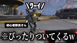 【APEX】初心者の野良パスファインダーが可愛すぎてつらい【可愛い野良】 [upl. by Margherita]