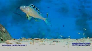 Xenotilapia papilio Tembwe II with fry [upl. by Iztim]