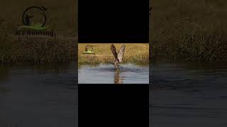 Bird of Prey Attack Caught on Camera hunting [upl. by Yreme324]