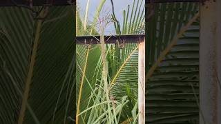 Vetiver in My Terrace Garden  Amazing Ways to Use It for Home amp Health [upl. by Aerdna]