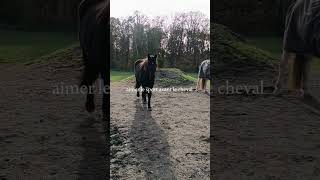 horse equestrian poney chevaux equitation [upl. by Nils]