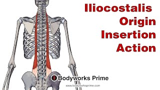 Iliocostalis Anatomy Origin Insertion amp Action [upl. by Sheryle]