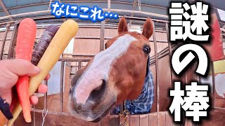 なんだこのカラフルな奴らは…え？にんじん！？初めて不思議な色のニンジンを見た時の引退競走馬の反応がヤバすぎました【ツルマルボーイ様のシモベ】 [upl. by Nytsirk]