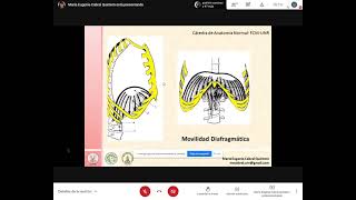 TyTl disciplinar de anatomía Diafragma y músculos respiratorios [upl. by Buffo]