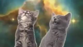 gatitos cantando triste canción HD [upl. by Aimee277]