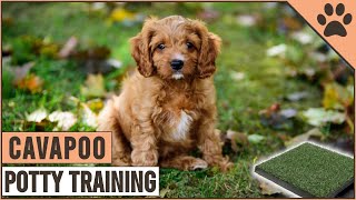 How To Potty Train A Cavapoo Puppy  Dog World [upl. by Bandeen]